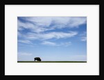 American Bison in Badlands National Park by Anonymous