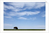 American Bison in Badlands National Park by Anonymous