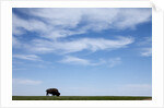 American Bison in Badlands National Park by Anonymous