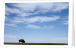 American Bison in Badlands National Park by Anonymous