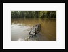 Alligator in Honey Island Swamp in Louisiana by Anonymous