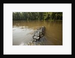 Alligator in Honey Island Swamp in Louisiana by Anonymous