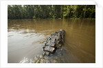 Alligator in Honey Island Swamp in Louisiana by Anonymous