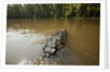 Alligator in Honey Island Swamp in Louisiana by Anonymous