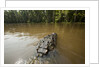 Alligator in Honey Island Swamp in Louisiana by Anonymous