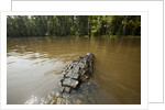Alligator in Honey Island Swamp in Louisiana by Anonymous