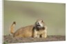 Prairie Dog in Theodore Roosevelt National Park by Anonymous