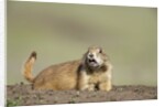 Prairie Dog in Theodore Roosevelt National Park by Anonymous