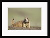 Prairie Dog in Theodore Roosevelt National Park by Anonymous