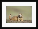 Prairie Dog in Theodore Roosevelt National Park by Anonymous