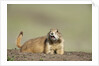 Prairie Dog in Theodore Roosevelt National Park by Anonymous