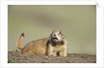 Prairie Dog in Theodore Roosevelt National Park by Anonymous
