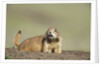 Prairie Dog in Theodore Roosevelt National Park by Anonymous