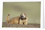 Prairie Dog in Theodore Roosevelt National Park by Anonymous
