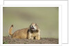 Prairie Dog in Theodore Roosevelt National Park by Anonymous