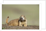 Prairie Dog in Theodore Roosevelt National Park by Anonymous