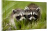 Raccoons at Assateague Island National Seashore in Maryland by Anonymous