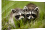 Raccoons at Assateague Island National Seashore in Maryland by Anonymous