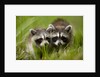 Raccoons at Assateague Island National Seashore in Maryland by Anonymous