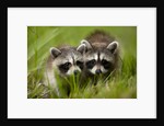 Raccoons at Assateague Island National Seashore in Maryland by Anonymous