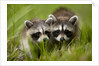 Raccoons at Assateague Island National Seashore in Maryland by Anonymous