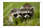 Raccoons at Assateague Island National Seashore in Maryland by Anonymous