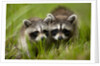 Raccoons at Assateague Island National Seashore in Maryland by Anonymous