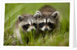 Raccoons at Assateague Island National Seashore in Maryland by Anonymous