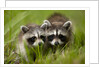 Raccoons at Assateague Island National Seashore in Maryland by Anonymous