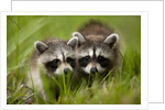 Raccoons at Assateague Island National Seashore in Maryland by Anonymous