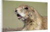 Prairie Dog in Theodore Roosevelt National Park by Anonymous