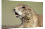 Prairie Dog in Theodore Roosevelt National Park by Anonymous