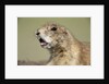 Prairie Dog in Theodore Roosevelt National Park by Anonymous