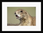 Prairie Dog in Theodore Roosevelt National Park by Anonymous