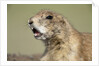 Prairie Dog in Theodore Roosevelt National Park by Anonymous