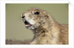Prairie Dog in Theodore Roosevelt National Park by Anonymous