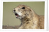 Prairie Dog in Theodore Roosevelt National Park by Anonymous