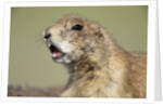 Prairie Dog in Theodore Roosevelt National Park by Anonymous