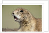 Prairie Dog in Theodore Roosevelt National Park by Anonymous
