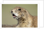 Prairie Dog in Theodore Roosevelt National Park by Anonymous