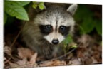 Raccoon at Assateague Island National Seashore in Maryland by Anonymous