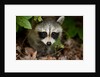 Raccoon at Assateague Island National Seashore in Maryland by Anonymous