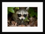 Raccoon at Assateague Island National Seashore in Maryland by Anonymous