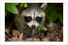Raccoon at Assateague Island National Seashore in Maryland by Anonymous