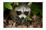 Raccoon at Assateague Island National Seashore in Maryland by Anonymous