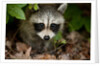 Raccoon at Assateague Island National Seashore in Maryland by Anonymous