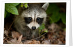 Raccoon at Assateague Island National Seashore in Maryland by Anonymous