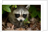 Raccoon at Assateague Island National Seashore in Maryland by Anonymous