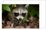 Raccoon at Assateague Island National Seashore in Maryland by Anonymous
