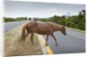 Wild horse crossing road by Anonymous